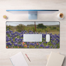 Texas Bluebonnets von einem Landbauernhof