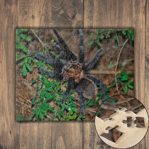 Texas Braune Vogelspinne