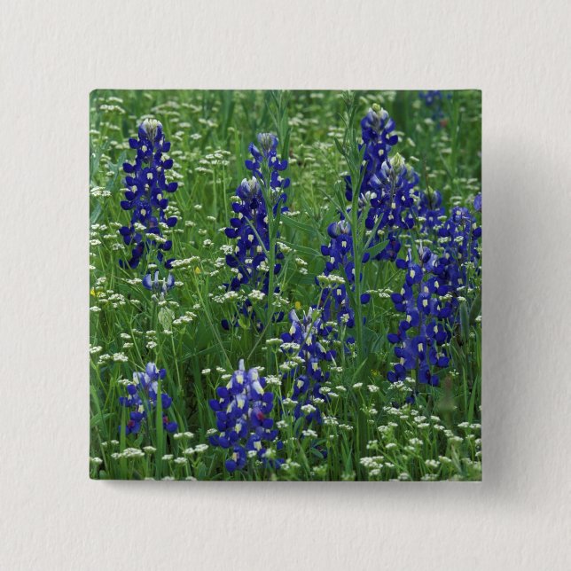 Texas, Buchanan-See. Texas Bluebonnet und Wild Button (Vorderseite)