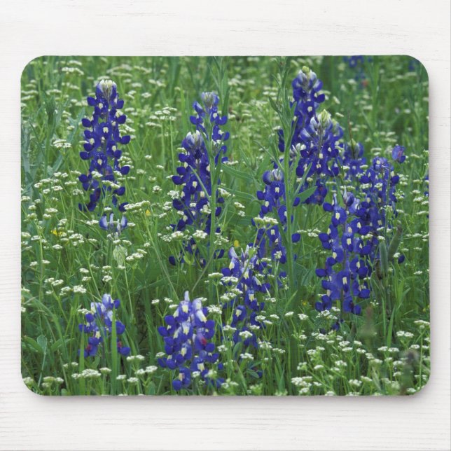 Texas, Buchanan-See. Texas Bluebonnet und Wild Mousepad (Vorne)