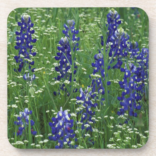 Texas, Buchanan-See. Texas Bluebonnet und Wild Untersetzer (Vorderseite)