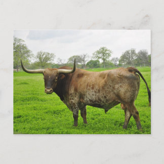 Texas Burnt Orange Longhorn Steer Postkarte