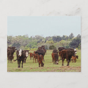 Texas Cattle Postkarte