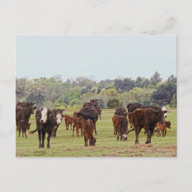 Texas Cattle Postkarte (Vorderseite)