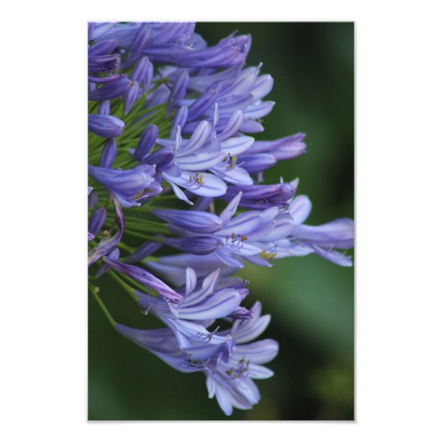 Texas Delight Fotodruck (Vorne)