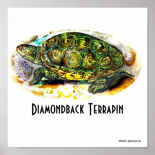 Texas-Diamondback-Terrapin Poster von Junglewalk (Vorne)