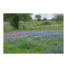 Texas Hill Country Print