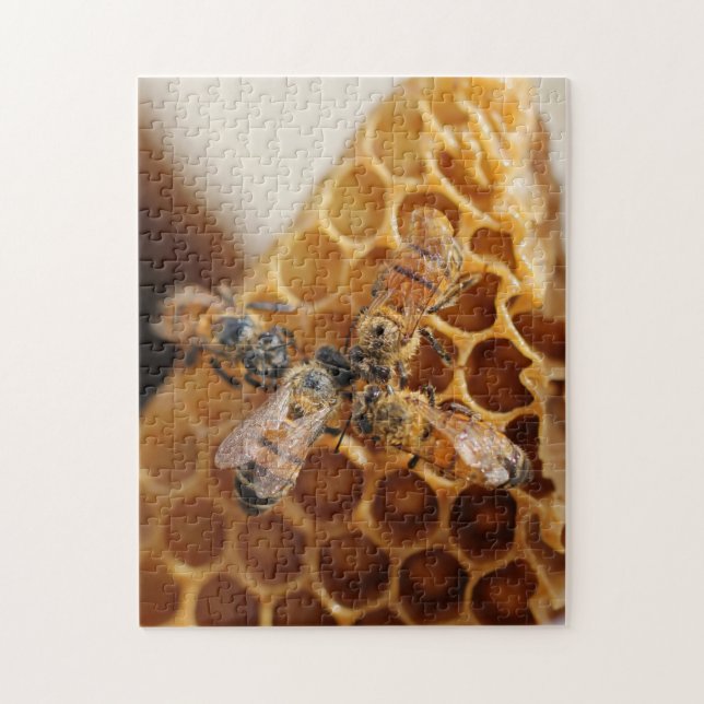 Texas Honeybees | Honeycomb Hive (Vertikal)