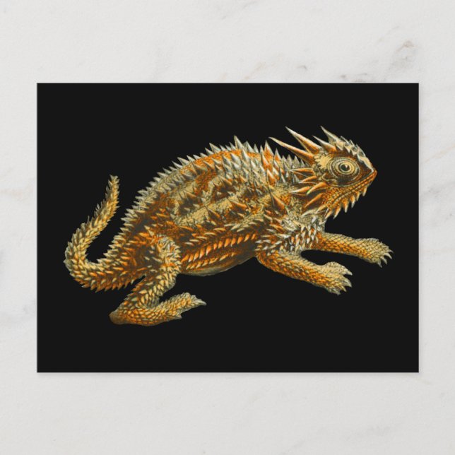 Texas Horned Lizard Postkarte (Vorderseite)