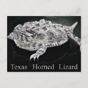 Texas Horned Lizard - Texas Staat Reptile Postkarte