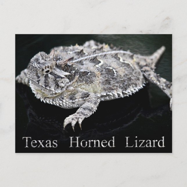Texas Horned Lizard - Texas Staat Reptile Postkarte (Vorderseite)