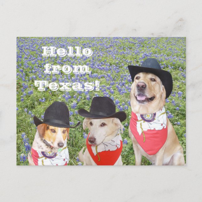 Texas Hunde in Bluebonnets Postkarte (Vorderseite)