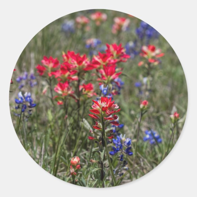 Texas Indian Paintbrush and Bluebonnet Wildblumen Runder Aufkleber (Vorderseite)