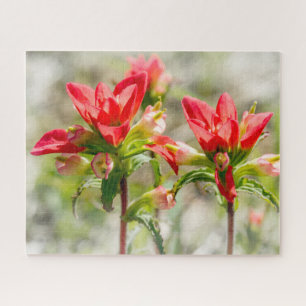 Texas Indian Paintbrush Blume auf weiß