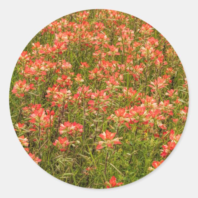 Texas Indian Paintbrush-Wildblumen Runder Aufkleber (Vorderseite)