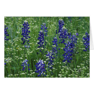 Texas, lac Buchanan. Texas Bluebonnet et Sauvage