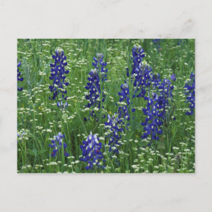 Texas, Lake Buchanan. Texas Blaue Lupine und Wild Postkarte