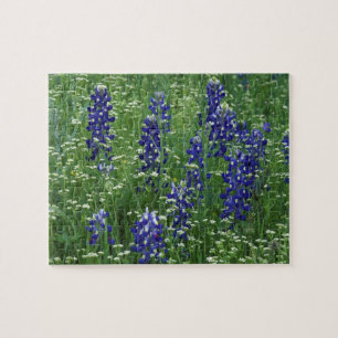 Texas, Lake Buchanan. Texas Bluebonnet und Wild