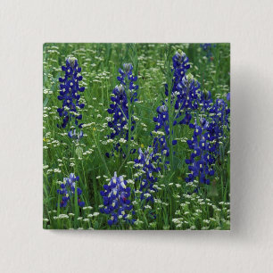 Texas, Lake Buchanan. Texas Bluebonnet und Wild Button