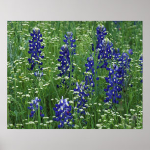 Texas, Lake Buchanan. Texas-Bluebonnet und Wild Poster