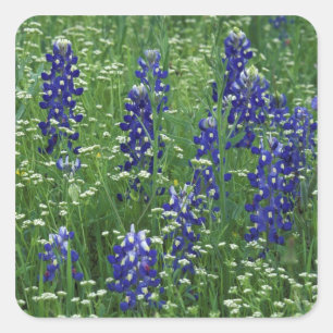 Texas, Lake Buchanan. Texas-Bluebonnet und Wild Quadratischer Aufkleber
