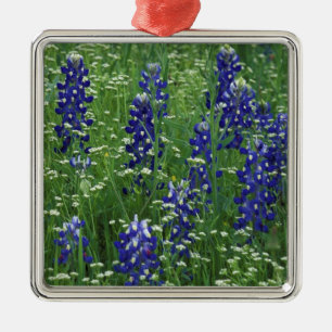 Texas, Lake Buchanan. Texas Bluebonnet und Wild Silbernes Ornament