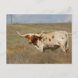 Texas Long Horn Postcard Postkarte