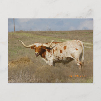 Texas Long Horn Postkarte