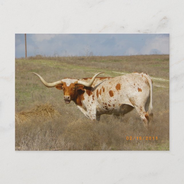Texas Long Horn Postkarte (Vorderseite)