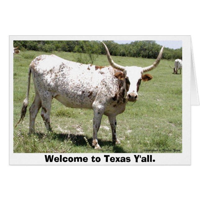 Texas Longhorn, Bienvenue au Texas Y'all. (Devant horizontal)