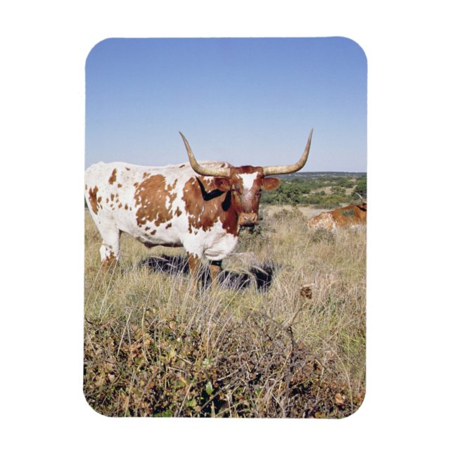 Texas Longhorn Breed (Foto) Magnet (Vertikal)