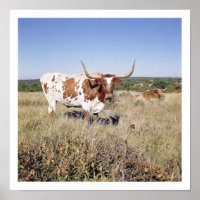 Texas Longhorn Breed (Foto)