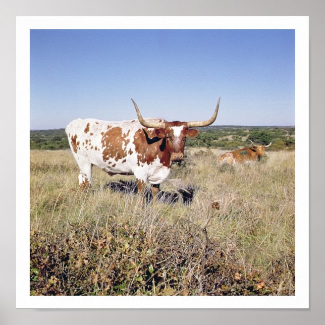 Texas Longhorn Breed (Foto) Poster (Vorne)