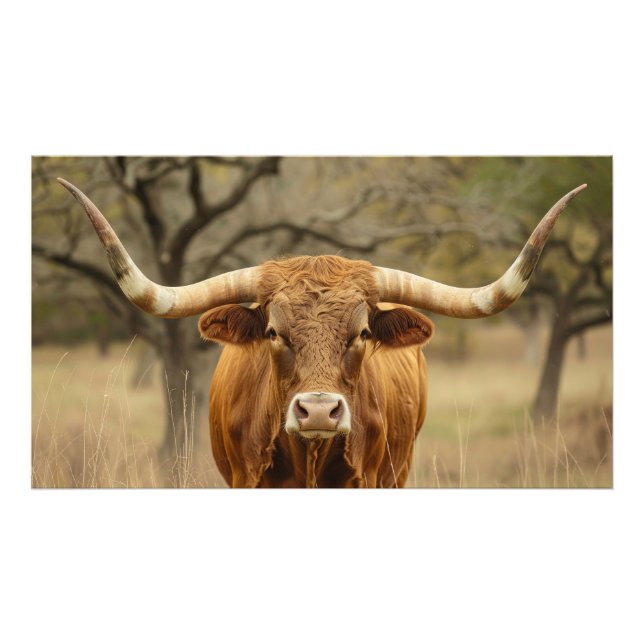 Texas Longhorn Bull Fotodruck (Vorne)