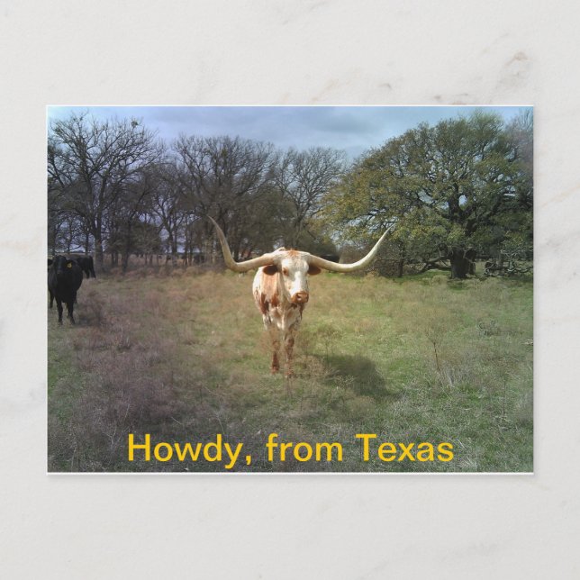 Texas Longhorn - Carte postale (Devant)
