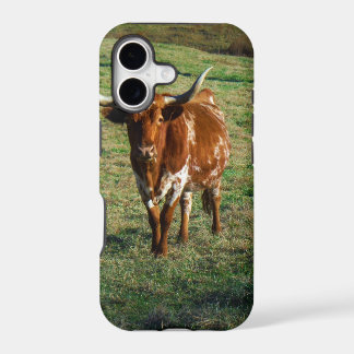 Texas Longhorn Cattle Cow Photo Russe