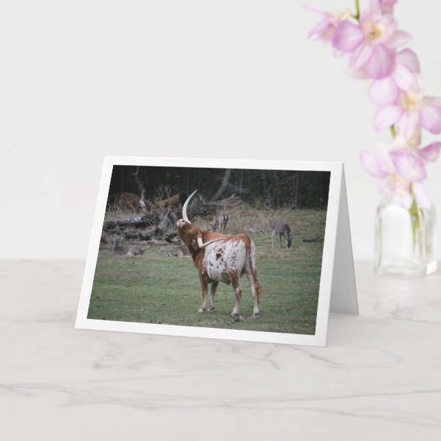 Texas Longhorn Cattle Karte (Orchidee)