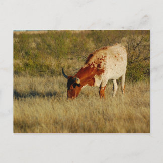 Texas Longhorn Cattle Postkarte