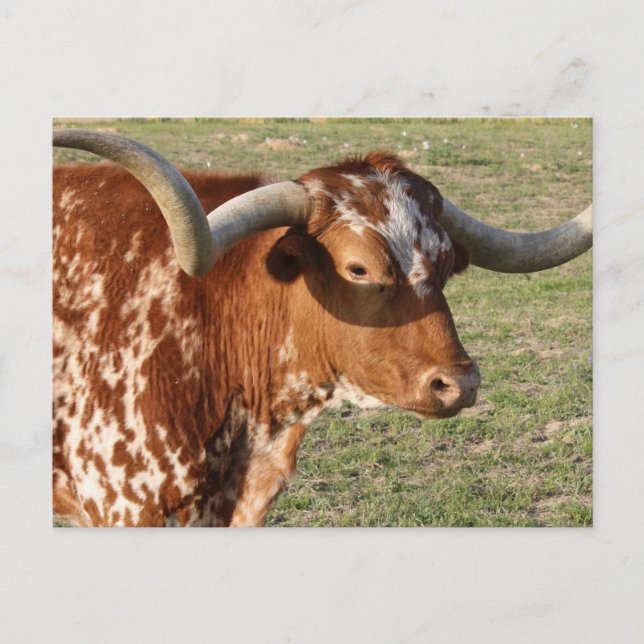 Texas Longhorn Closeup Postkarte (Vorderseite)