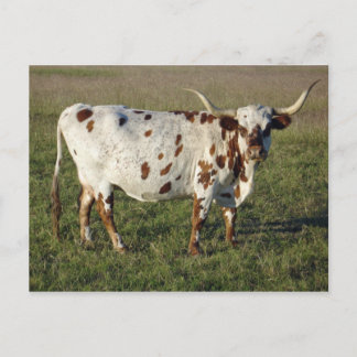 Texas Longhorn Kuh Postkarte