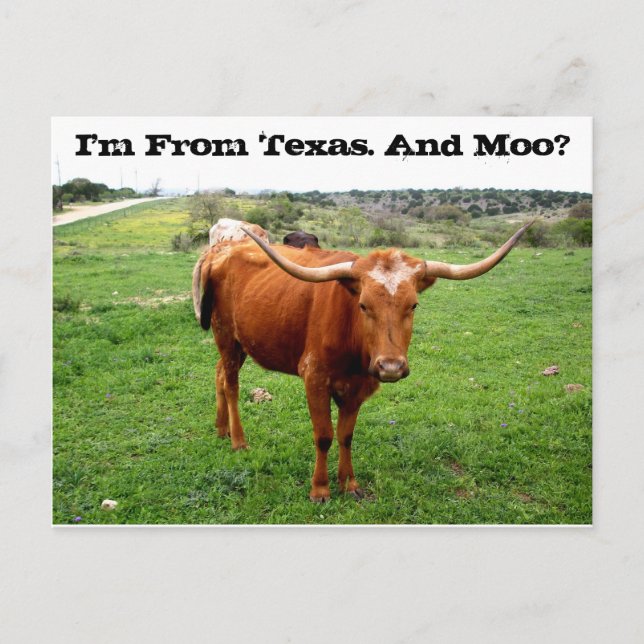 Texas Longhorn mit lustigem Texas-Sprichwort Postkarte (Vorderseite)