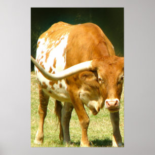 Texas Longhorn Nahaufnahme Poster