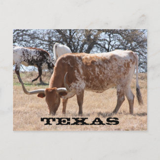 Texas Longhorn Postcard Postkarte
