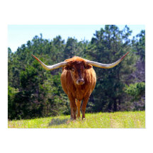 Texas Longhorn
