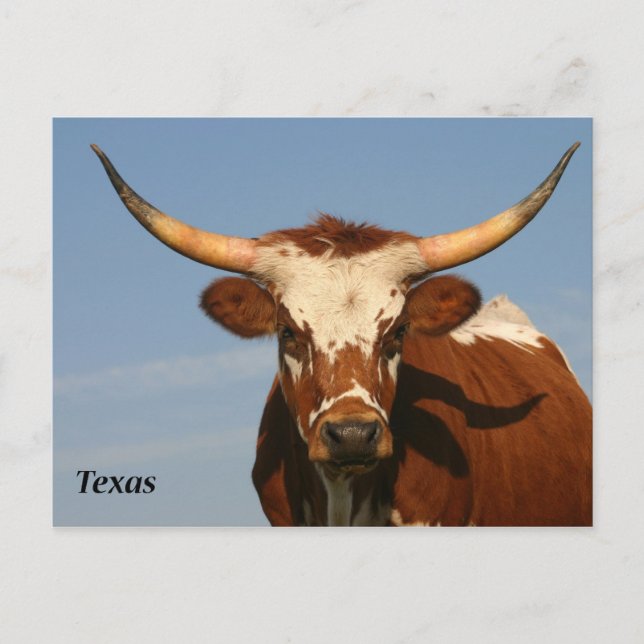 Texas Longhorn Postkarte (Vorderseite)