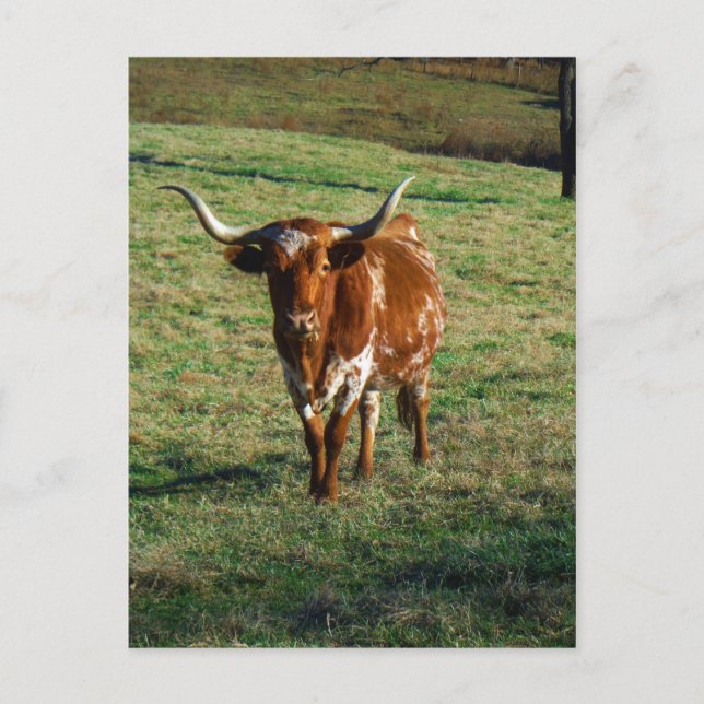 Texas Longhorn Rind Kuh Foto Rustikal Postkarte (Vorderseite)