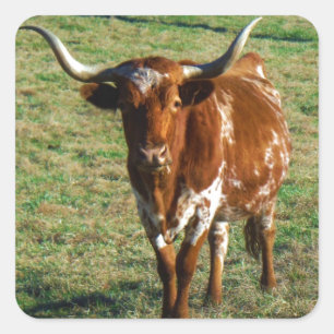 Texas Longhorn Rind Kuh Foto Rustikal Quadratischer Aufkleber