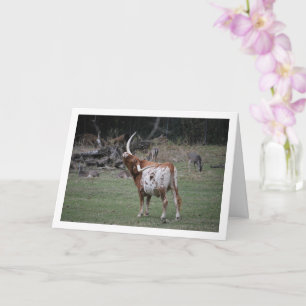 Texas Longhorn-Rinder Karte