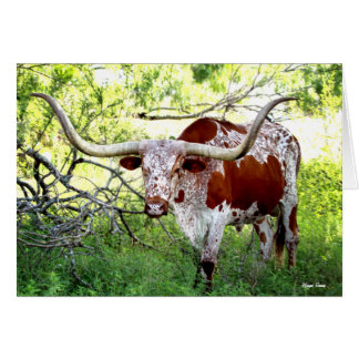 Texas Longhorn Steer