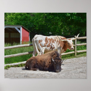 Texas Longhorn und American Bison Poster